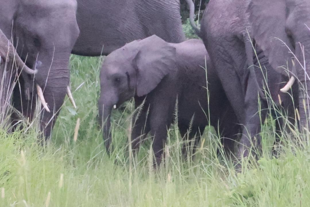 Bijzonder Nieuws Weesolifantje Chipembele Terug Naar De Natuur