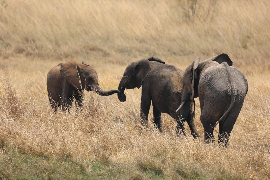 Bijzonder Nieuws Weesolifantje Chipembele Terug Naar De Natuur