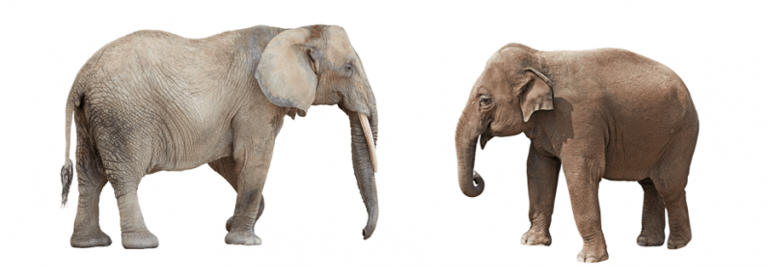 Olifanten informatie | Vrienden van de Olifant